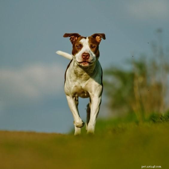 How Pit Bulls Coexist With Other Dogs: Tips for Harmonious Household