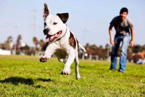 How Pit Bulls Coexist With Other Dogs: Tips for Harmonious Household