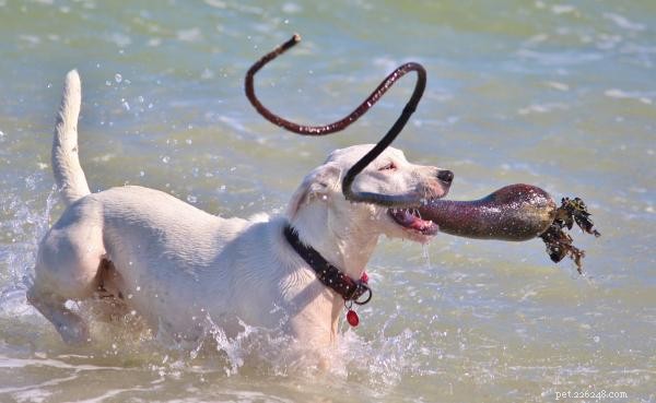Do All Dogs Swim? Discover Which Breeds Excel in Water