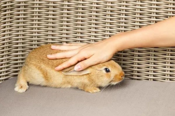 Building Affection: Proven Ways to Make Your Rabbit Feel Loved