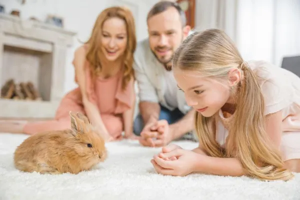 Building Affection: Proven Ways to Make Your Rabbit Feel Loved