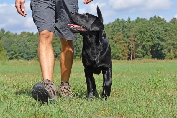 End Male Dog Fights: Expert Strategies to Restore Harmony