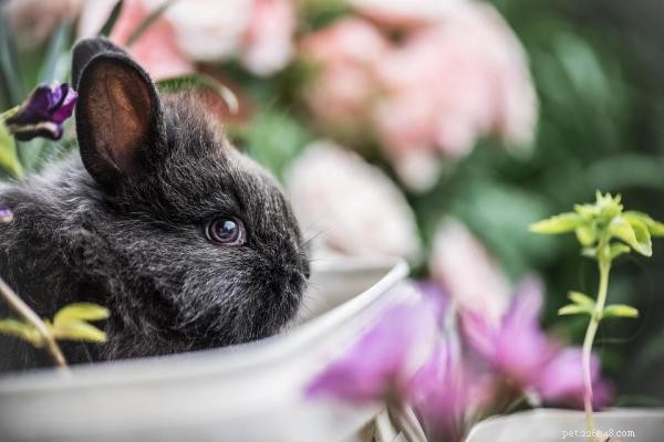 How to Spot Stress in Your Rabbit: Key Signs & Solutions