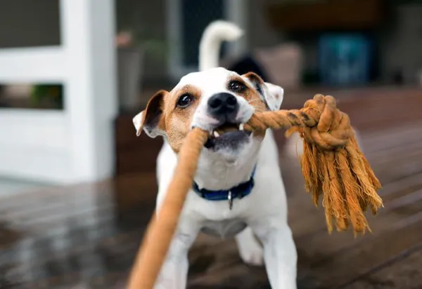 End Male Dog Fights: Expert Strategies to Restore Harmony