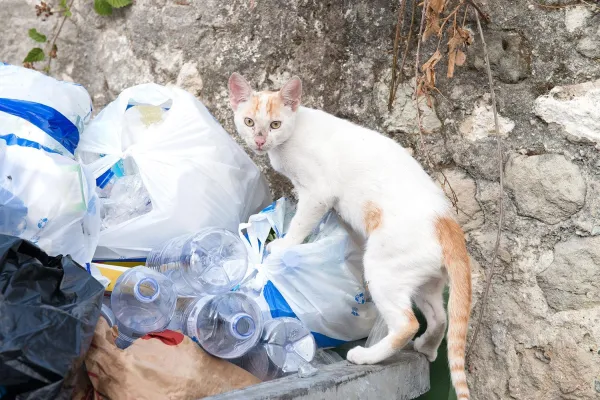 Effective Ways to Keep Cats Out of Your Garden