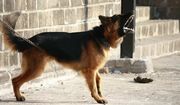 Why Does My Dog Bark at Some Strangers but Not Others?