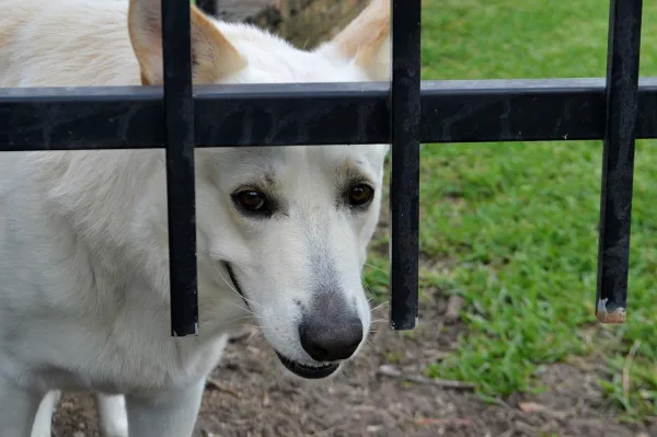 Why Does My Dog Bark at Some Strangers but Not Others?