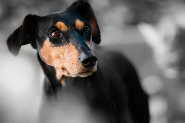 Why Does My Dog Bark at Some Strangers but Not Others?