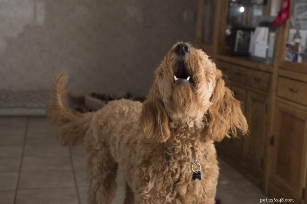 Why Does My Dog Bark at Some Strangers but Not Others?
