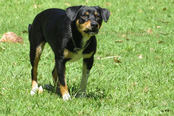 Why Does My Dog Bark at Some Strangers but Not Others?