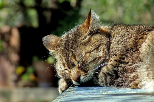 Effective Ways to Keep Cats Out of Your Garden