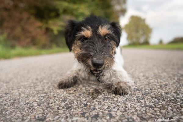 Understanding Why Dogs Lick the Ground: Key Causes & What It Means
