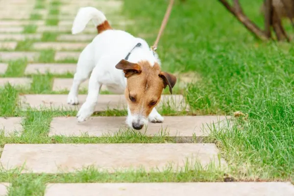 Understanding Why Dogs Lick the Ground: Key Causes & What It Means