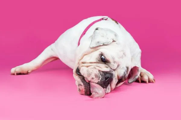 Understanding Why Dogs Lick the Ground: Key Causes & What It Means