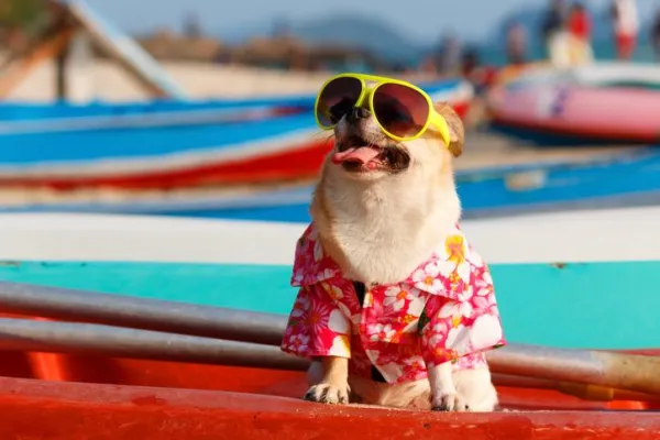 The Risks of Humanizing Your Dog: What You Need to Know