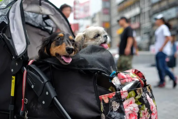 The Risks of Humanizing Your Dog: What You Need to Know