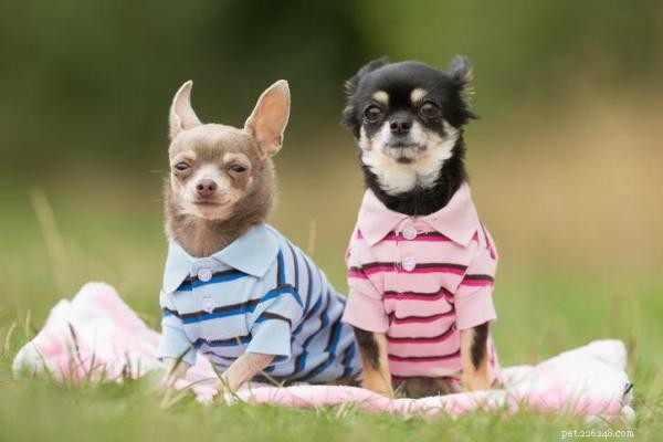 The Risks of Humanizing Your Dog: What You Need to Know