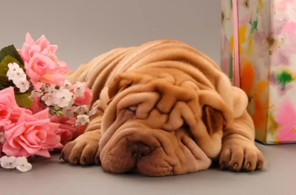Shar Pei Training Essentials: Raising a Loyal, Calm, and Protective Companion