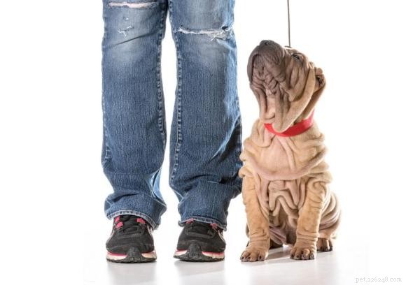 Shar Pei Training Essentials: Raising a Loyal, Calm, and Protective Companion