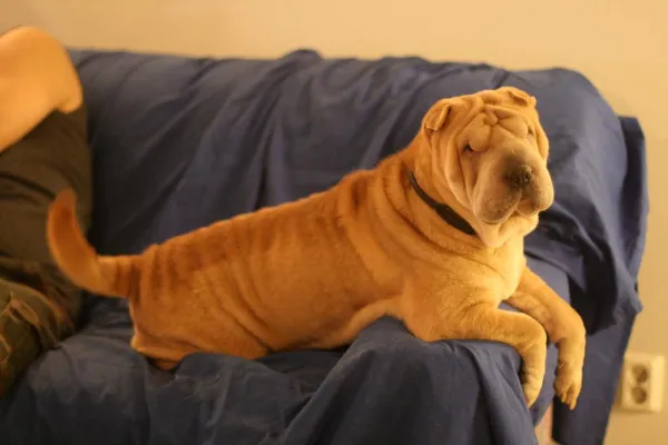Shar Pei Training Essentials: Raising a Loyal, Calm, and Protective Companion