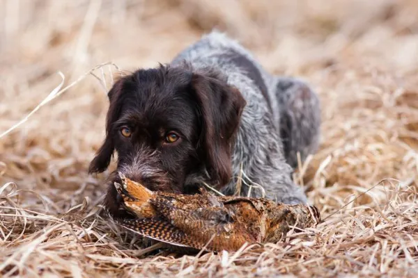 The Science Behind Why Dogs Roll in Dead Animal Remains