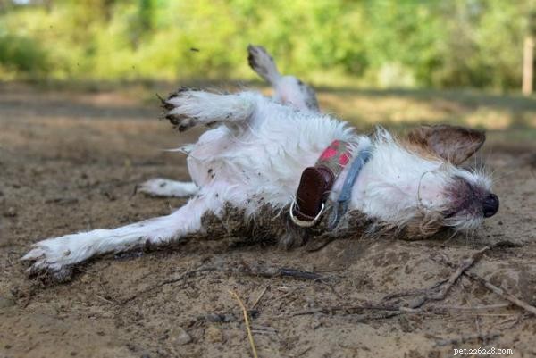 The Science Behind Why Dogs Roll in Dead Animal Remains