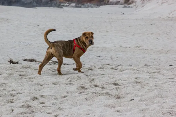 Shar Pei Training Essentials: Raising a Loyal, Calm, and Protective Companion