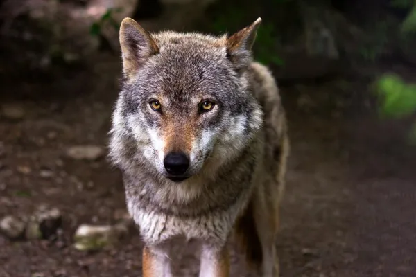 The Science Behind Why Dogs Roll in Dead Animal Remains