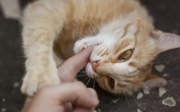 Effective Strategies to Get Your Cat to Listen and Respond