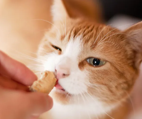 Effective Strategies to Get Your Cat to Listen and Respond