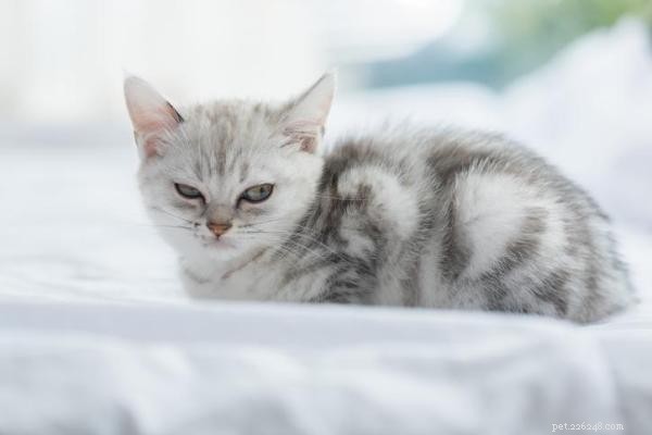 Effective Strategies to Get Your Cat to Listen and Respond