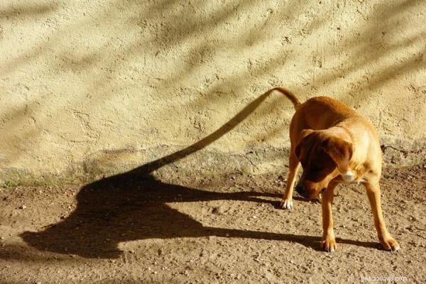 What Causes Dogs to Chase Shadows? A Practical Guide for Concerned Owners