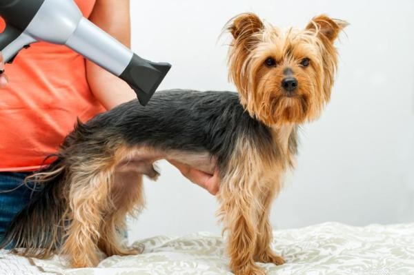 How to Calmly Introduce Your Dog to a Hair Dryer