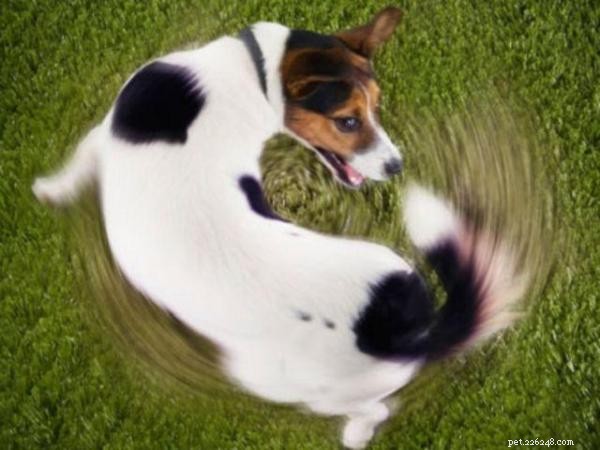 Understanding and Managing Compulsive Behaviors in Dogs