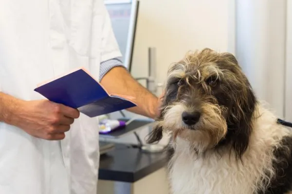 Understanding and Managing Compulsive Behaviors in Dogs
