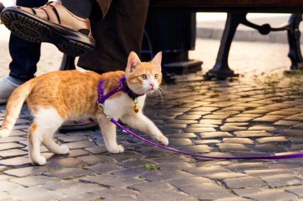 Master Cat Leash Training: A Step‑by‑Step Guide for Safe Outdoor Adventures