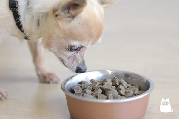 Recognizing Signs of Aging in Dogs: A Guide for Pet Owners