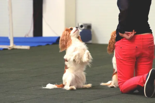 Essential Beginner Dog Training Guide: Obedience & Clicker Techniques