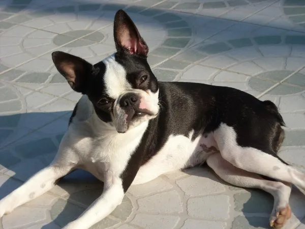 Essential Beginner Dog Training Guide: Obedience & Clicker Techniques