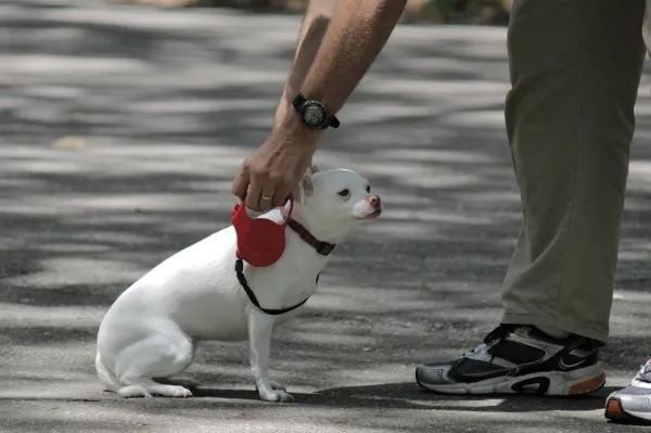 Effective Training Tips for Your Chihuahua: Positive Reinforcement for a Strong Bond