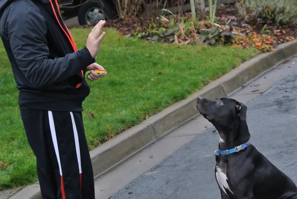 Essential Beginner Dog Training Guide: Obedience & Clicker Techniques