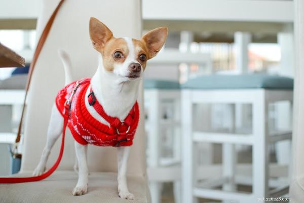 Effective Training Tips for Your Chihuahua: Positive Reinforcement for a Strong Bond