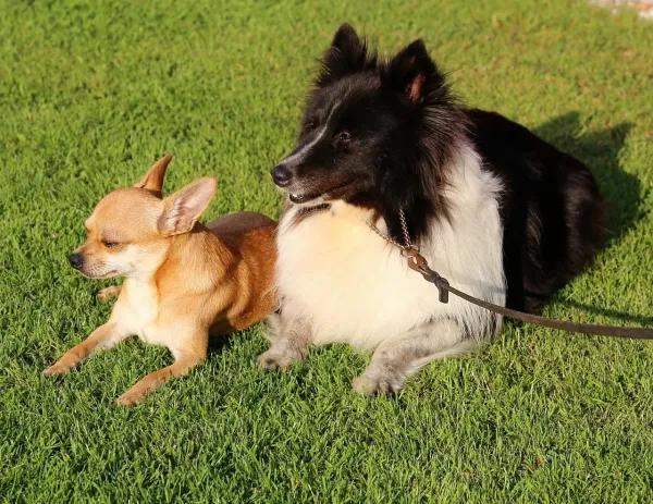 Effective Training Tips for Your Chihuahua: Positive Reinforcement for a Strong Bond