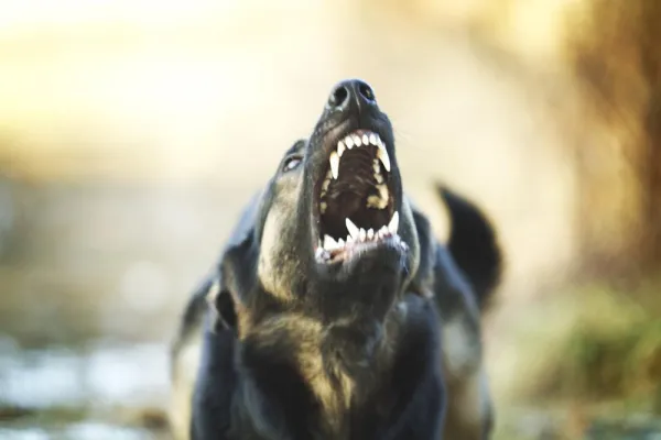Understanding Sudden Dog Aggression: Causes, Prevention, and What You Can Do