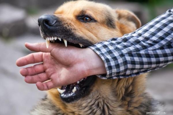Understanding Sudden Dog Aggression: Causes, Prevention, and What You Can Do