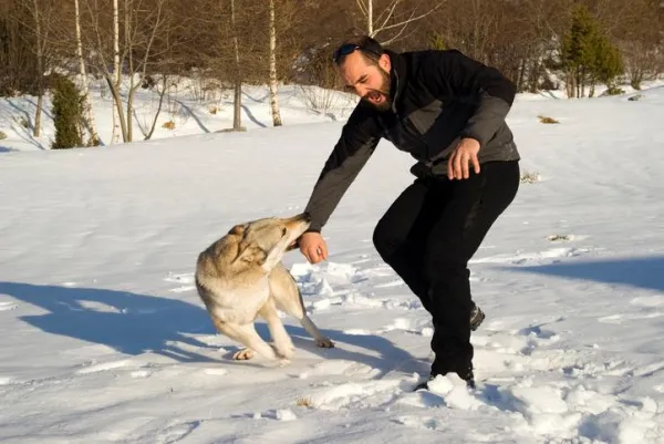 Understanding Sudden Dog Aggression: Causes, Prevention, and What You Can Do