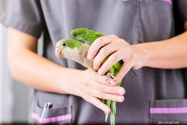 4 Key Indicators of Stress in Parrots: What Owners Should Watch For