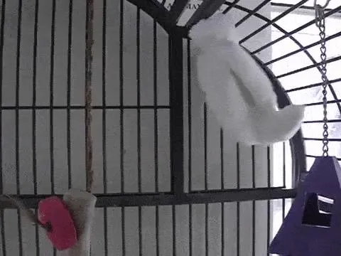 4 Key Indicators of Stress in Parrots: What Owners Should Watch For