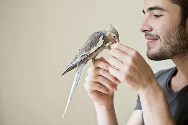 4 Key Indicators of Stress in Parrots: What Owners Should Watch For