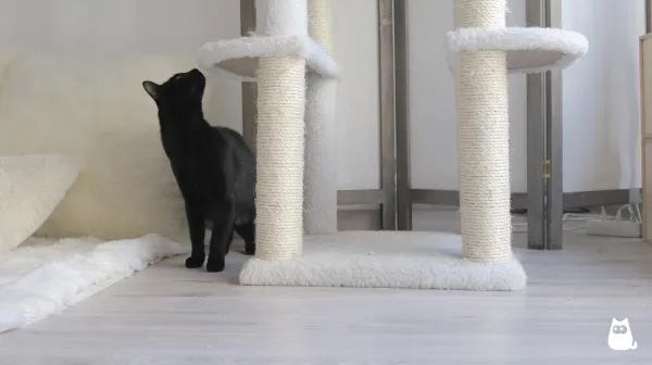Stop Your Cat from Clawing You: Proven Tips for a Pain-Free Home